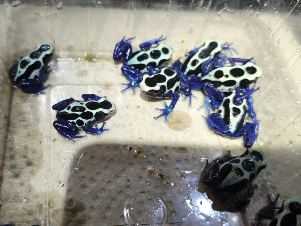 Dendrobates tinctorius  Oyapock 