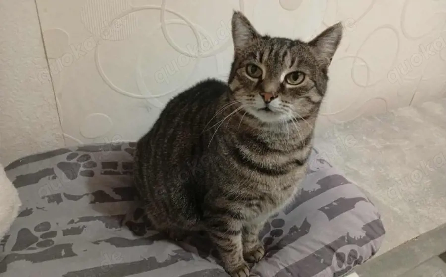 Schmusekatze Ani sucht ihr Zuhause