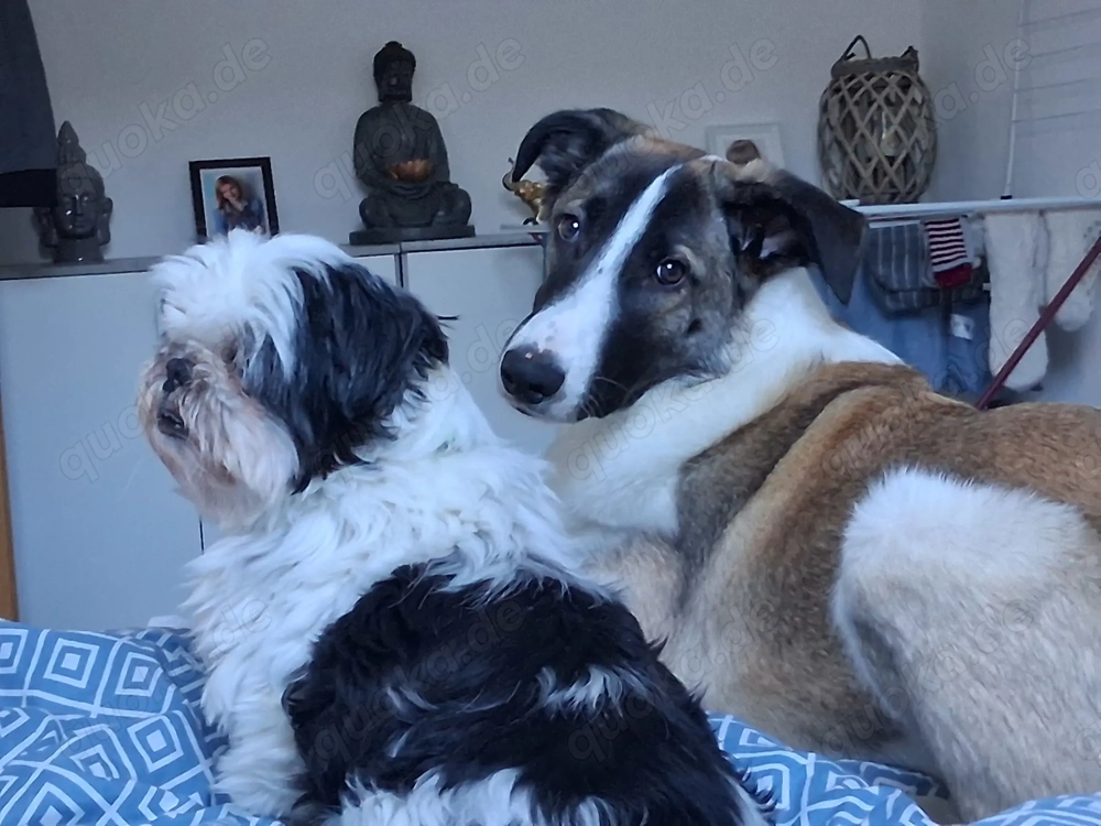 Suche ein liebevolles Zuhause, ich bin Charly....