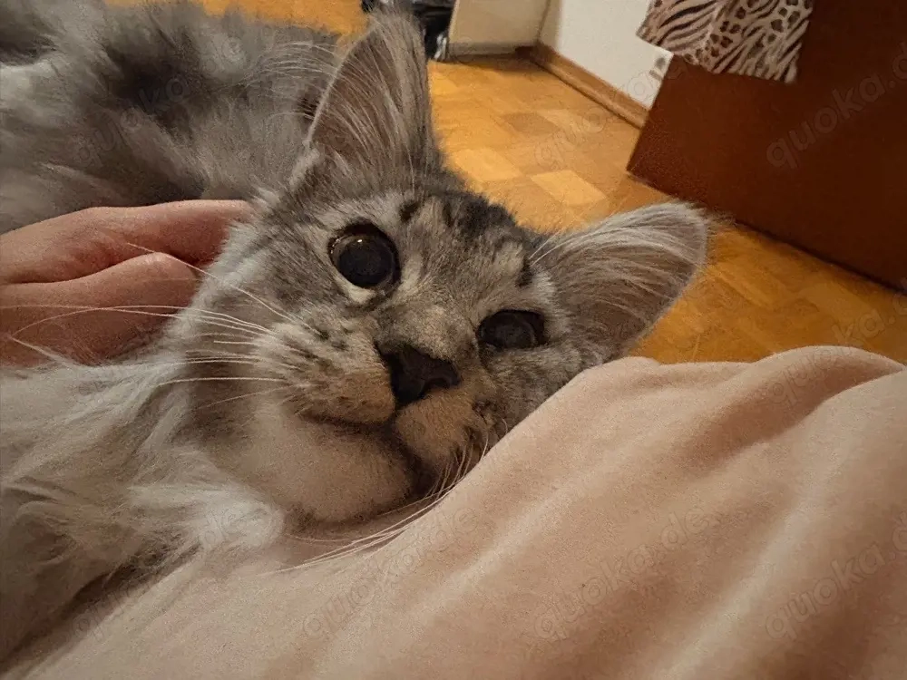 Deckkater Maine Coon!! XXL