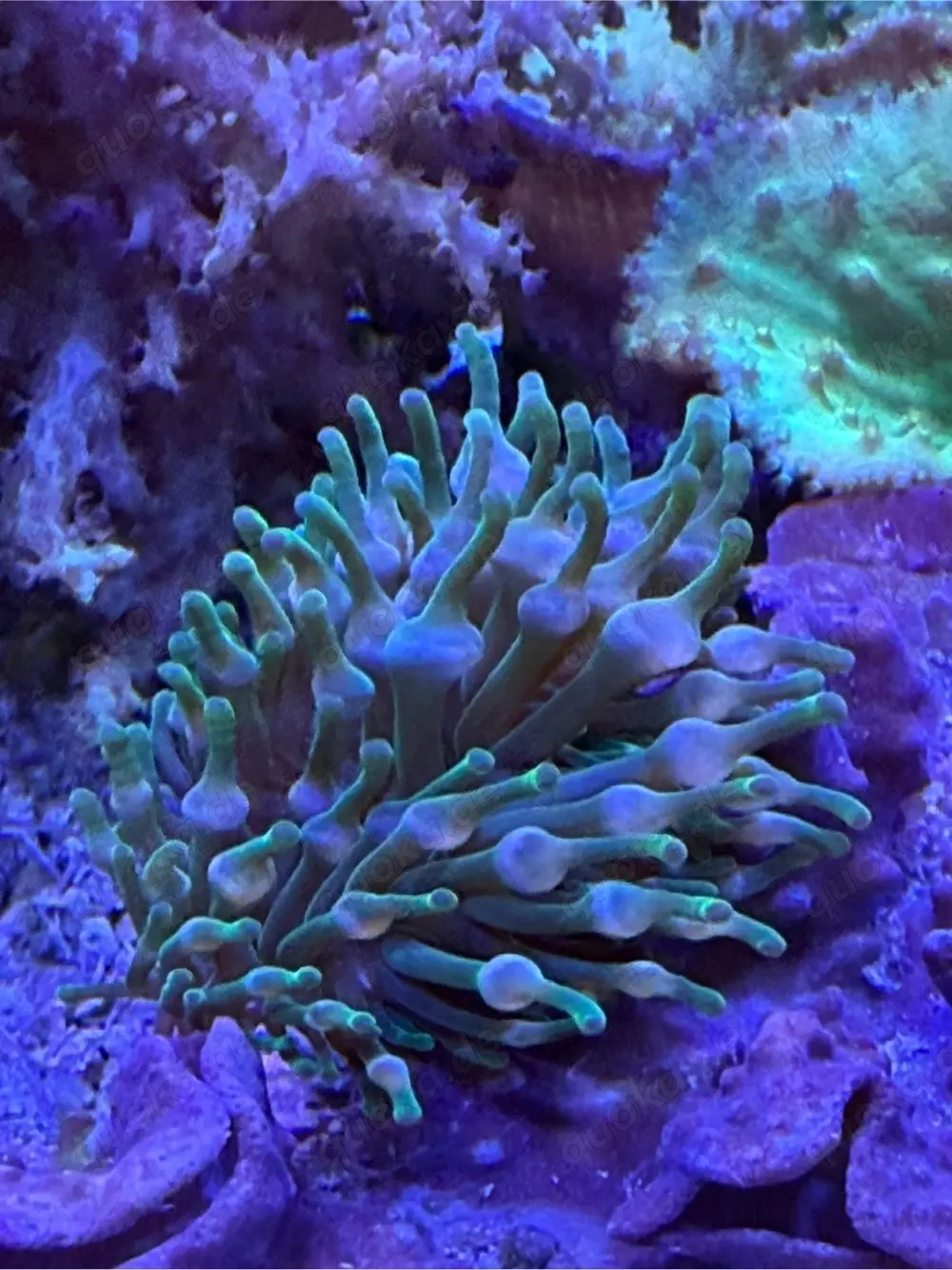 Grüne Anemone mit Blasen abzugeben