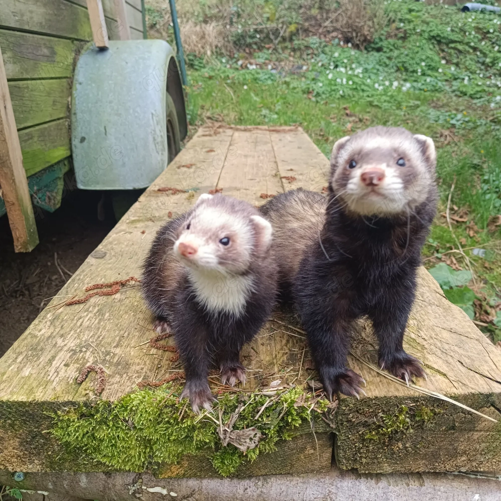  Frettchen Rüde gesucht  