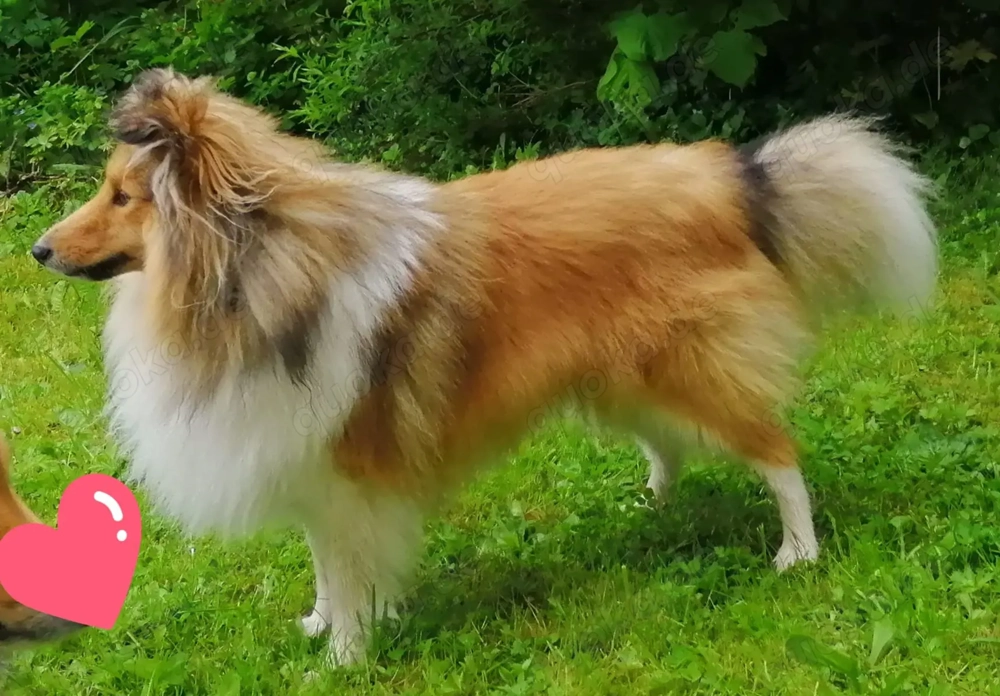 Sheltie Deckrüde 