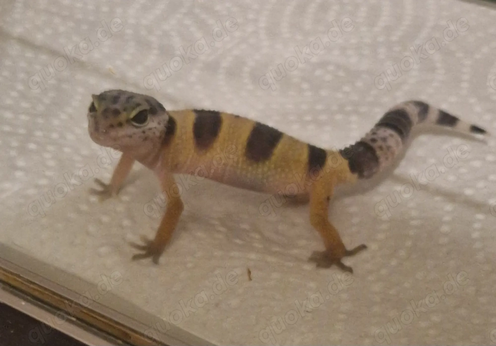Leopardgecko