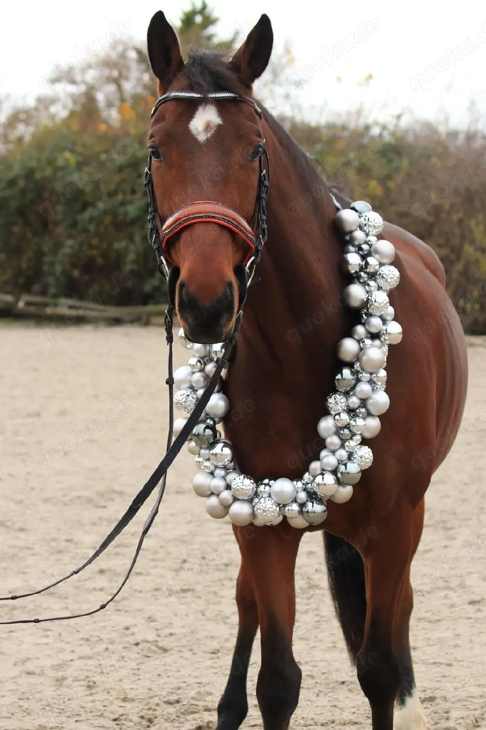 wallach mit viel Potenzial am sprung