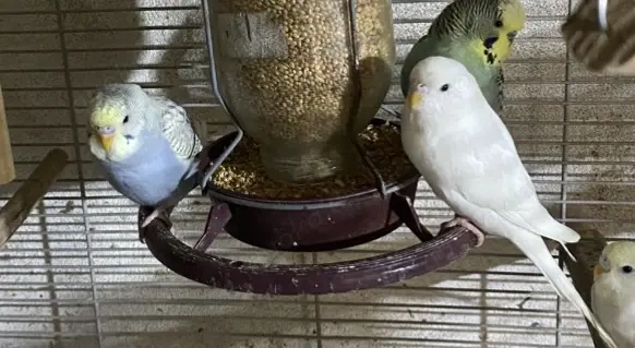 Wellensittiche abzugeben 