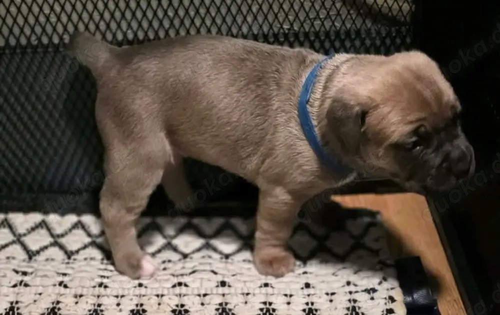 Cane corso 