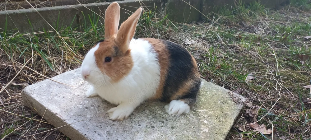japanerfarbig-weiße Holländer Kaninchen 