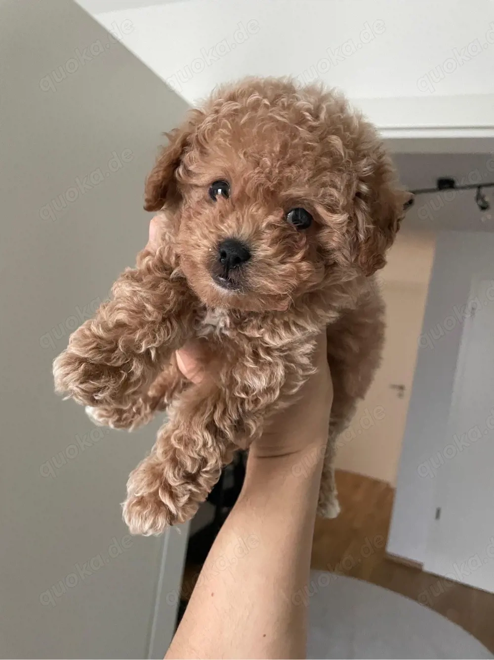 Toypudel-Rüde sucht liebevolles Zuhause   