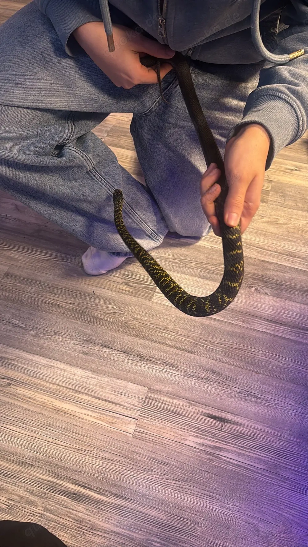 elaphe carinata 0.01 