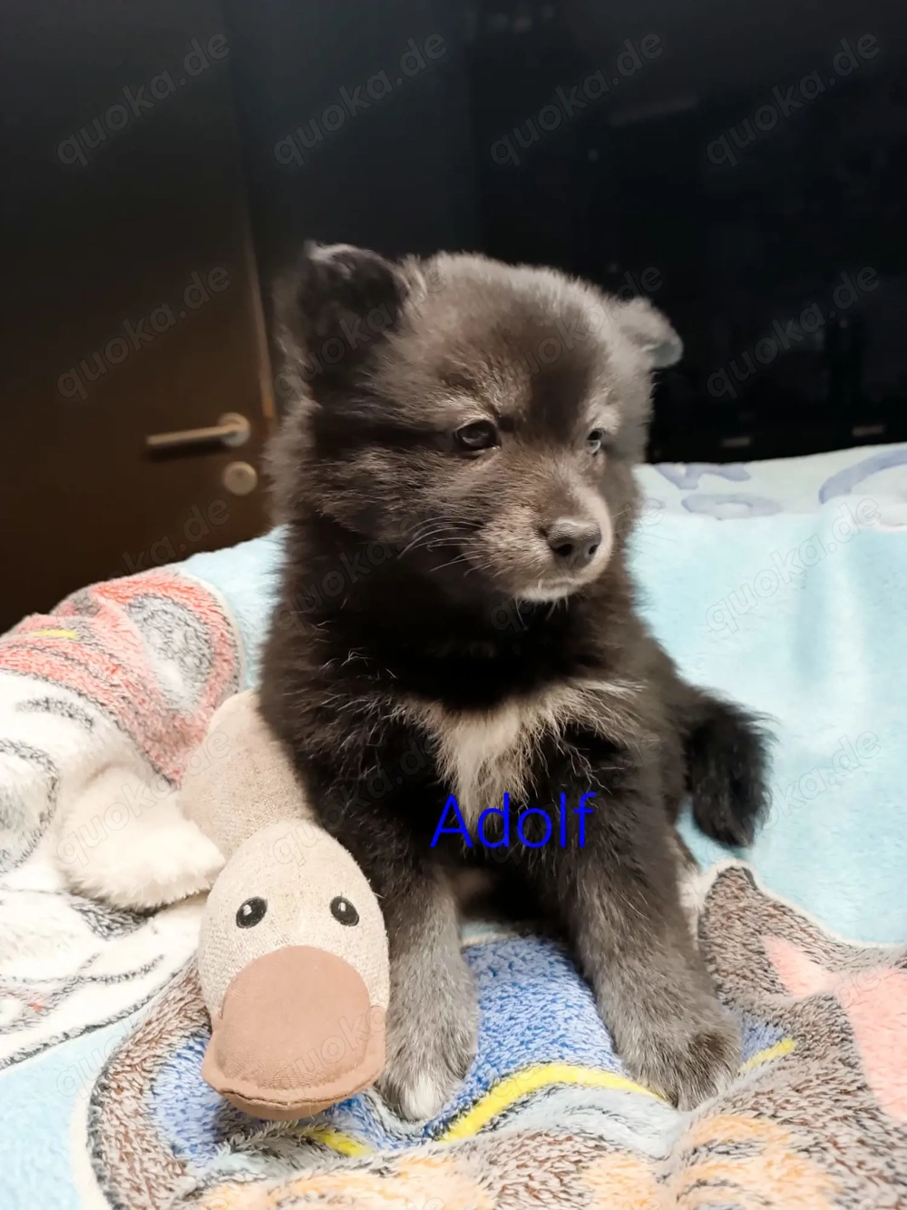 Pomsky F2 Welpen  Pomeranian (Zwergspitz)- Sibirscher Husky