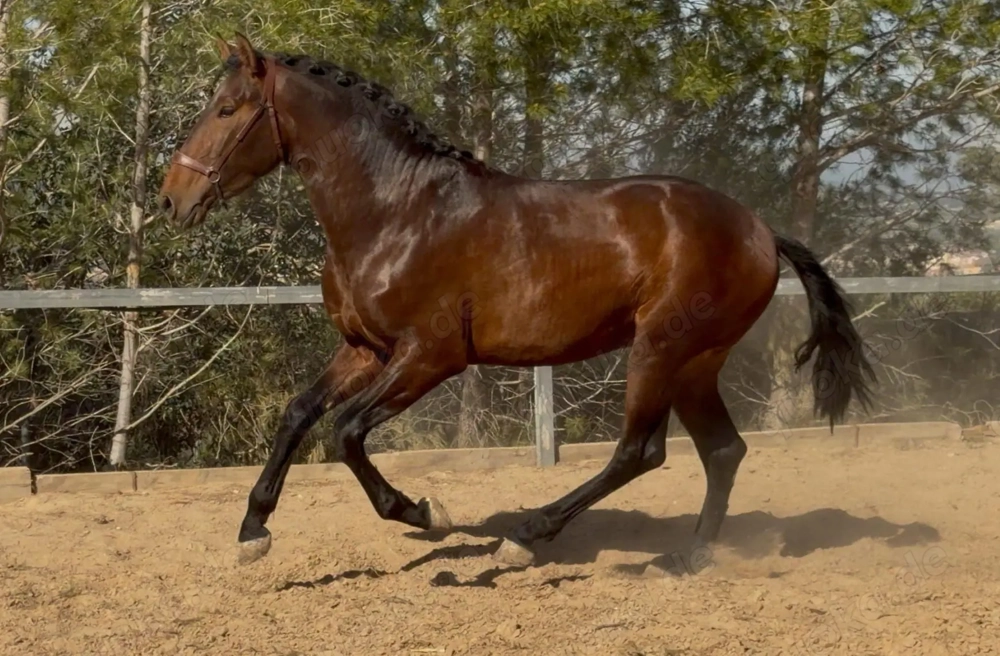 Duque ABS, PRE Pua Raza Espanola, Hengst, 3 Jahre, Brauner 