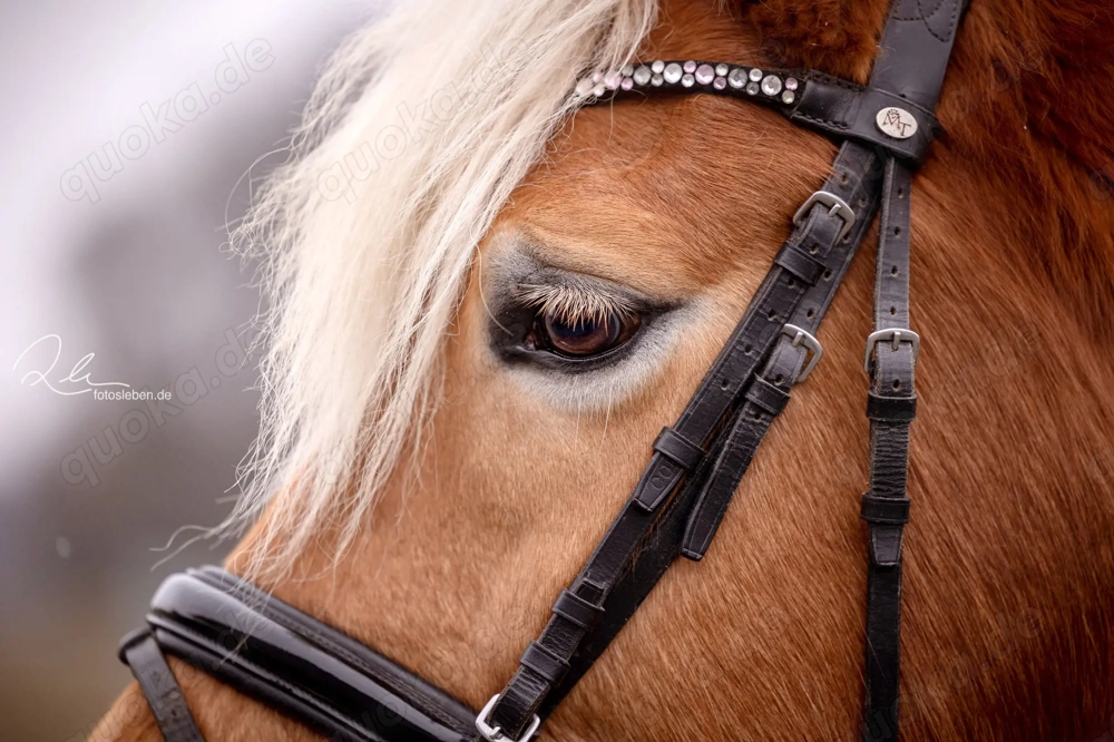 Bergfee - Haflinger Stute, 8 Jahre, Fuchs mit hellem Langhaar