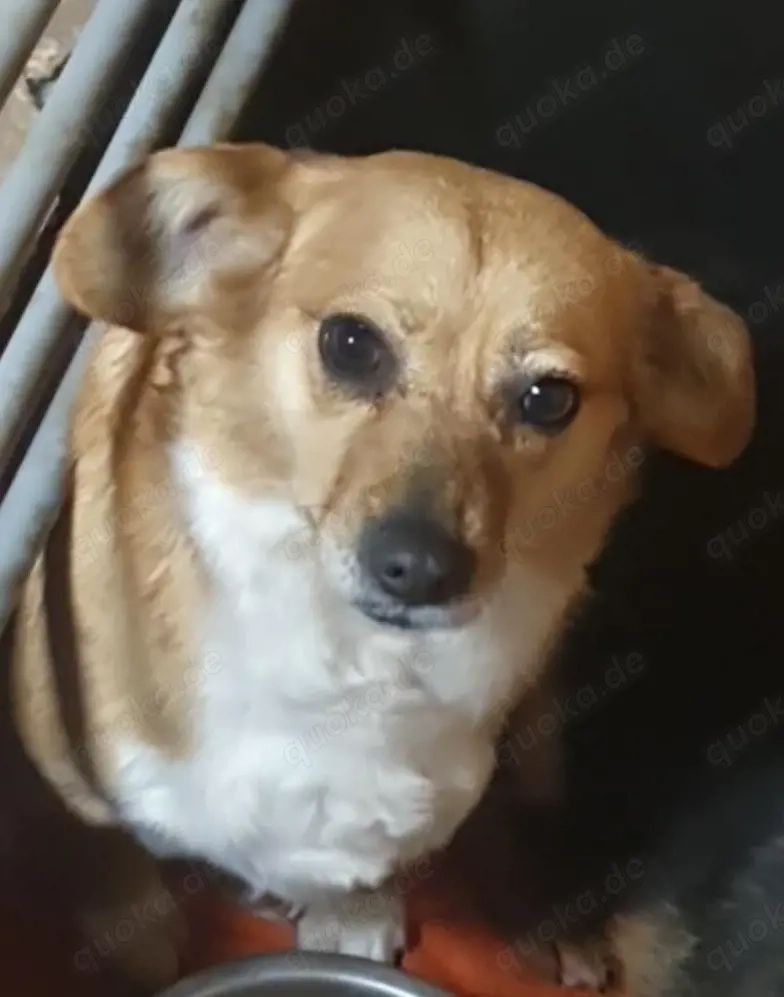 Omi Bengy - ein liebenswertes Seelchen