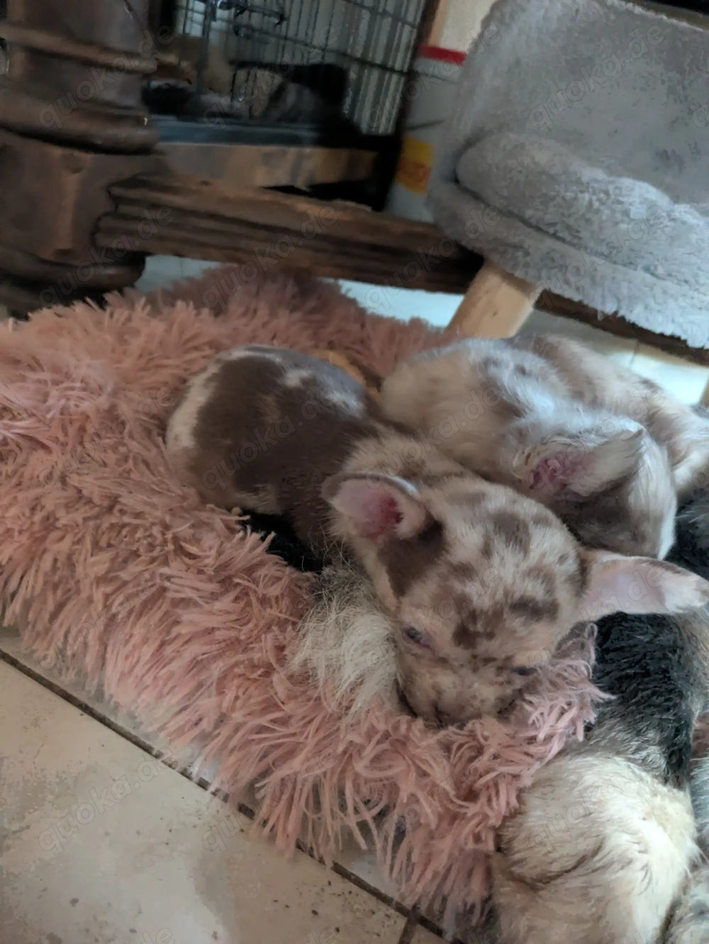 Noch ein Chihuahua welpe sucht sein zu Hause 