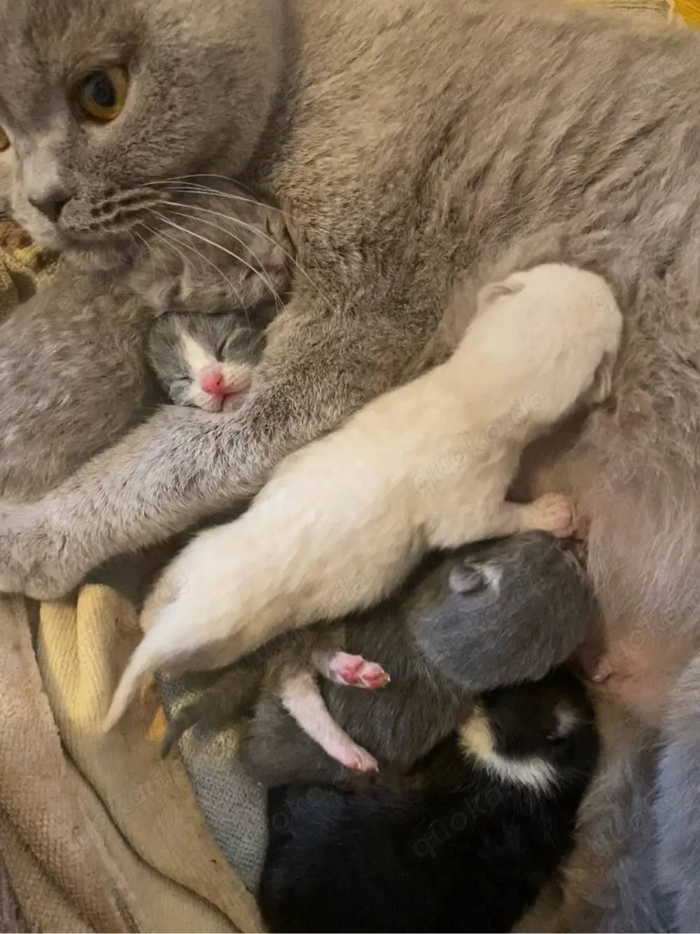 BKH Kitten mit Stammbaum 