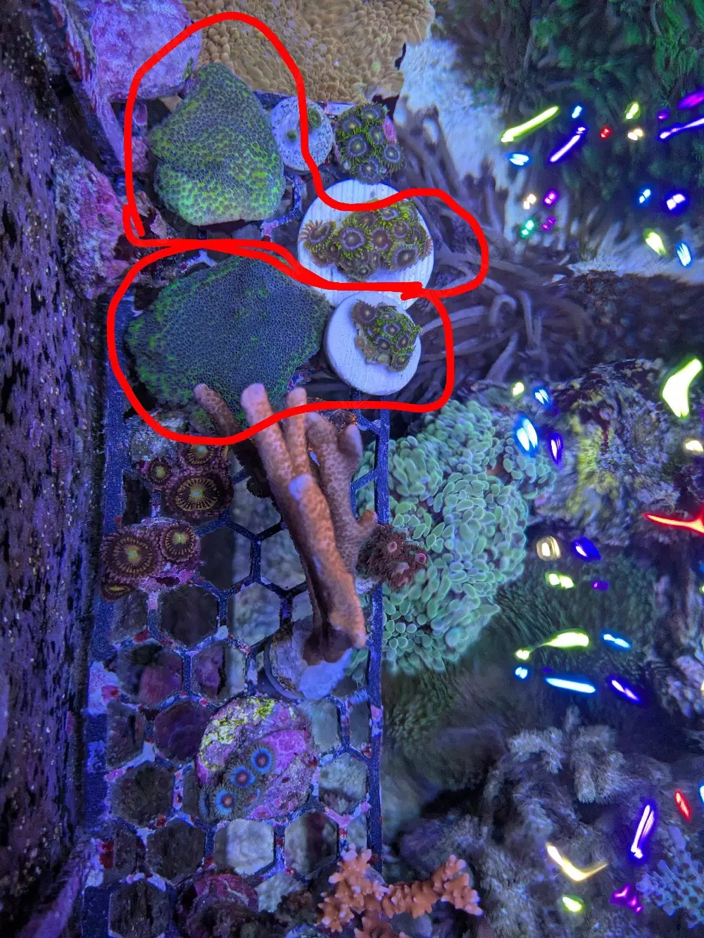 Korallen Ableger Set Monti und Zoa 