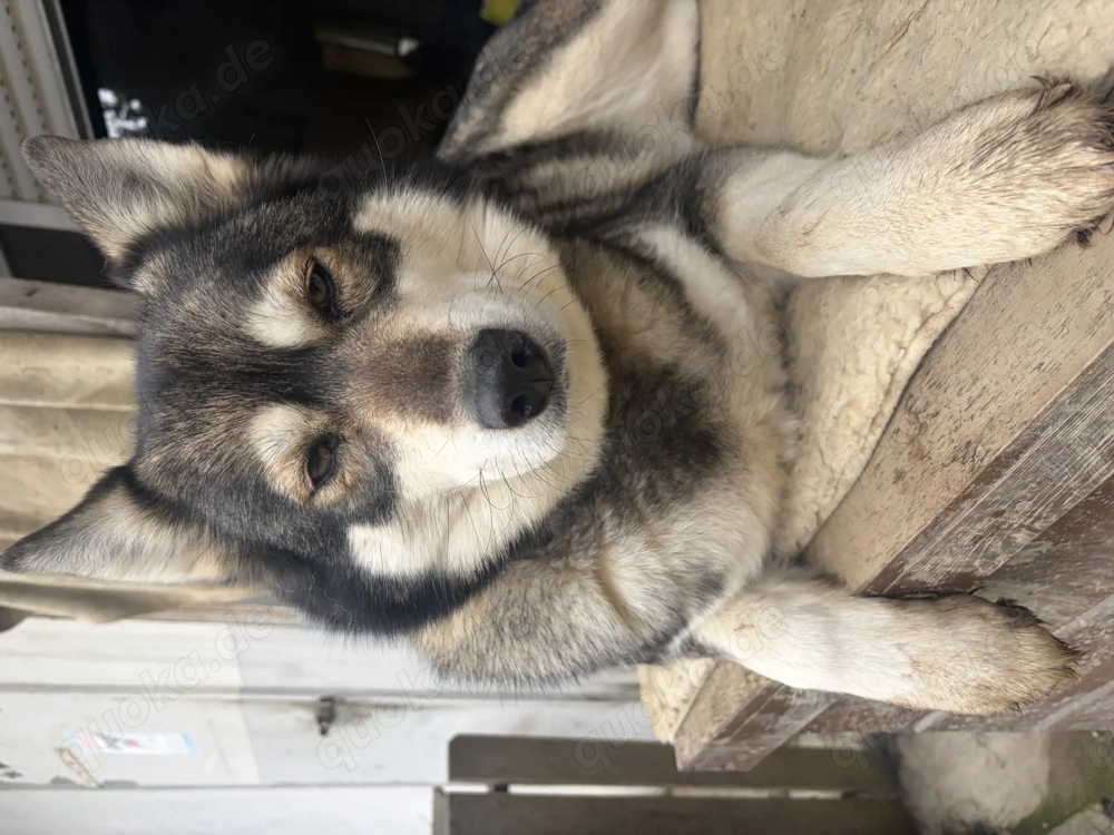 Hündin 7 Jahre alt Australien Shepherd x Husky Mischling
