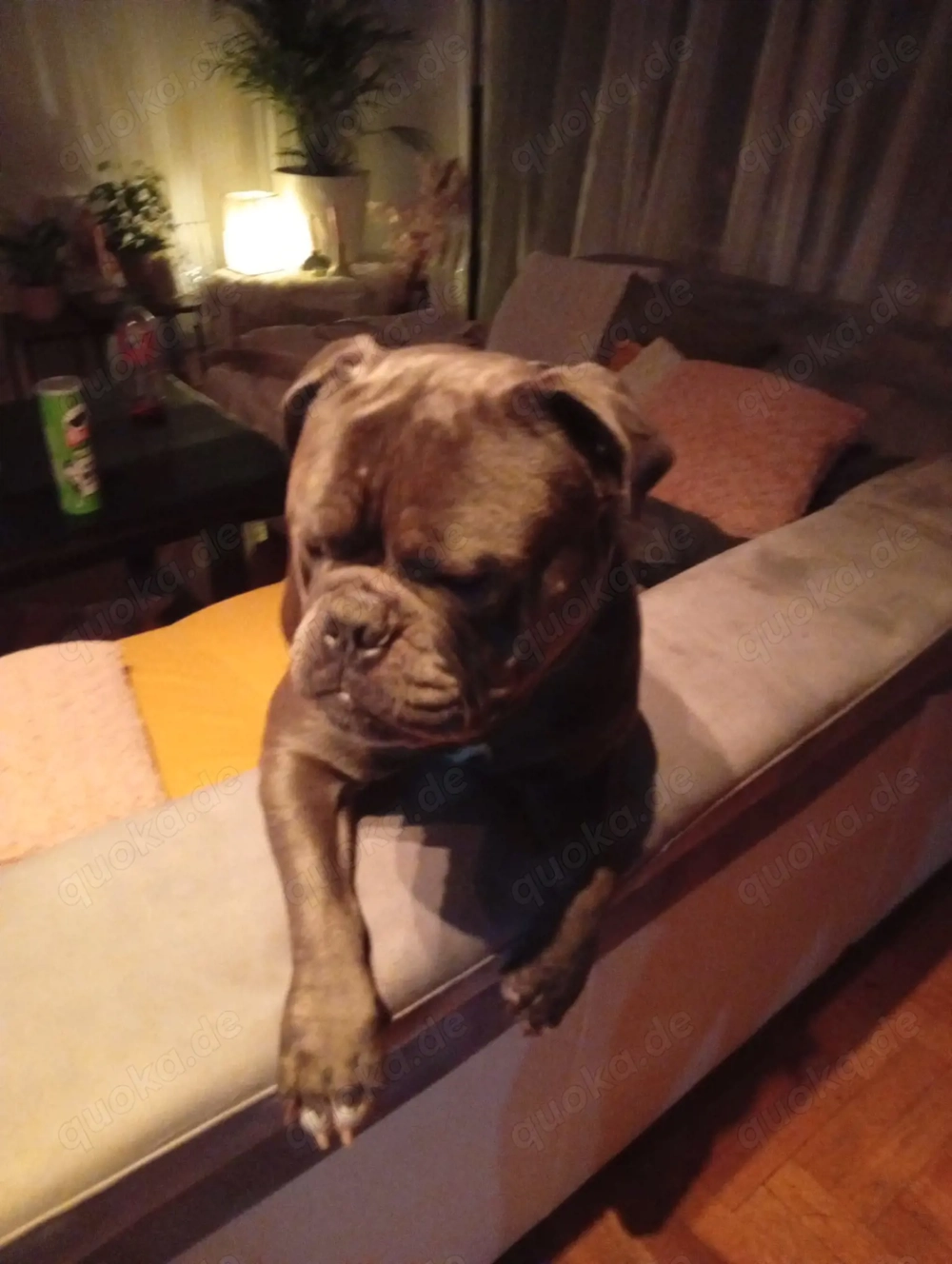 OEB Amarican Bulldog Mix