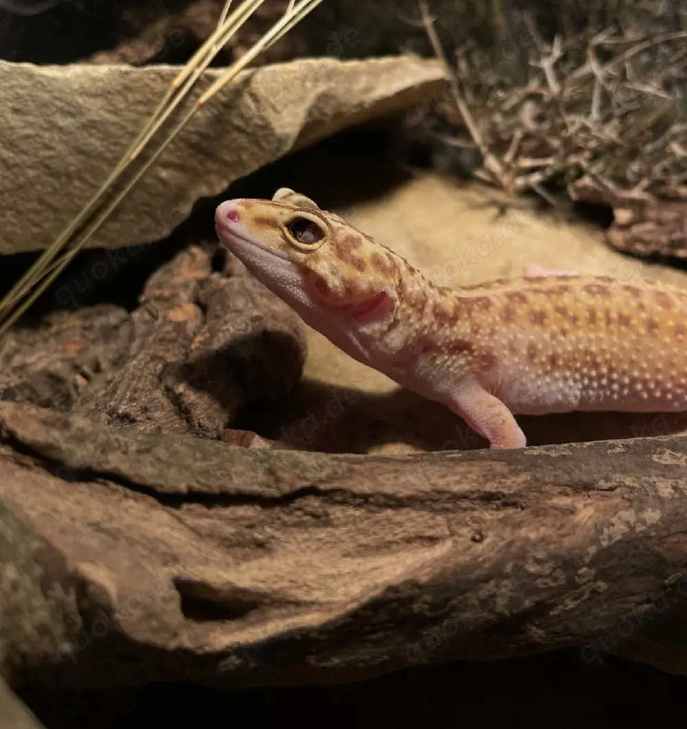 0.1 Leopardgecko 2012 Eubelpharis Macularius