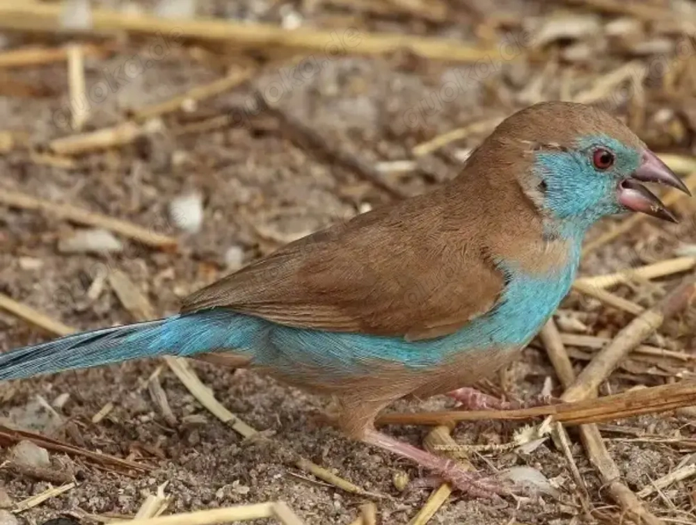 Suche Schmetterlingsfinken Henne Vögel 