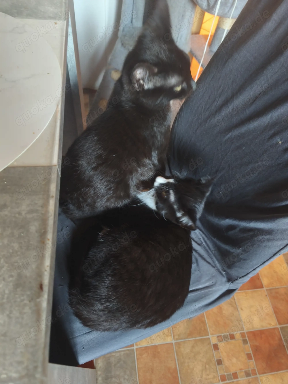 Zwei Schwestern suchen eine Zuhause 