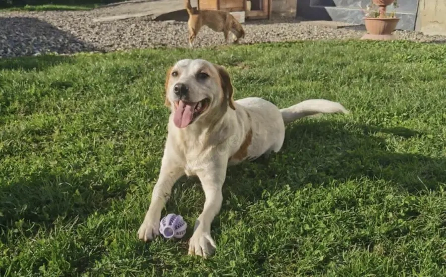 Liebenswerter Hardy sucht Heimat