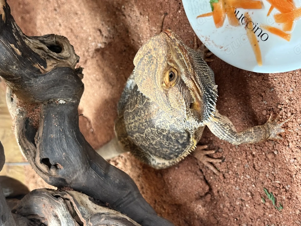 Bartagame  Männchen  Pablo  3,5 Jahre