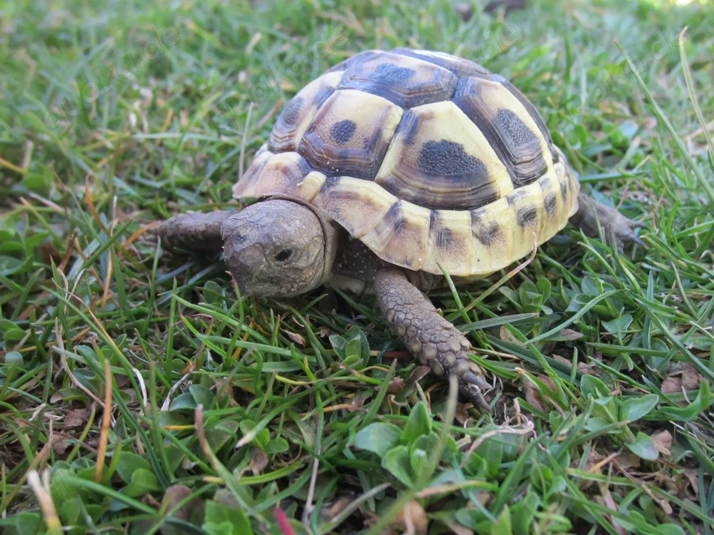Griechische Landschildkröten THB, Versand möglich