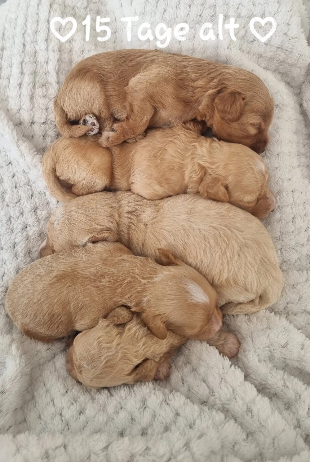 5 Süße Maltipoo Rüden 