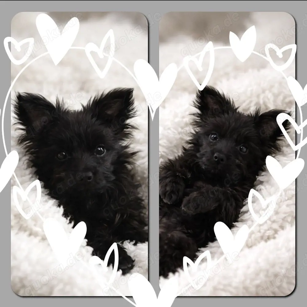 Mini Yorkshire Welpen Mix