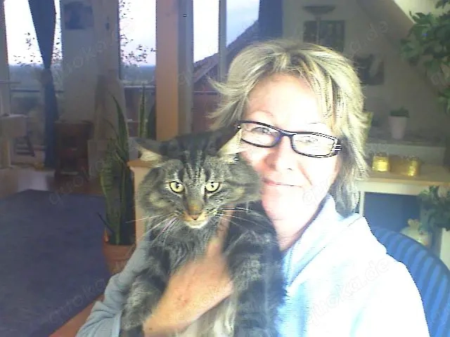 Ich suche eine NEUE LIEBE. Mittellanghaarkatze . Norweger   Sibirisch   Ragdoll , MIX.. 