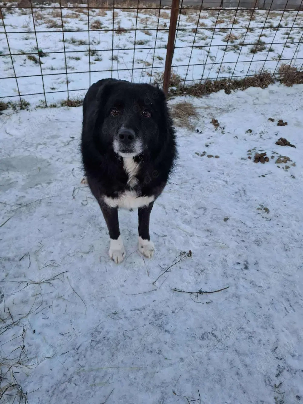 Süßer Harvey sucht liebevolle Hundekenner 