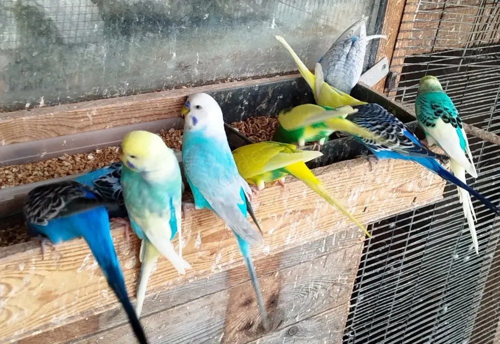 Jürge Nestjunge Wellensittiche 