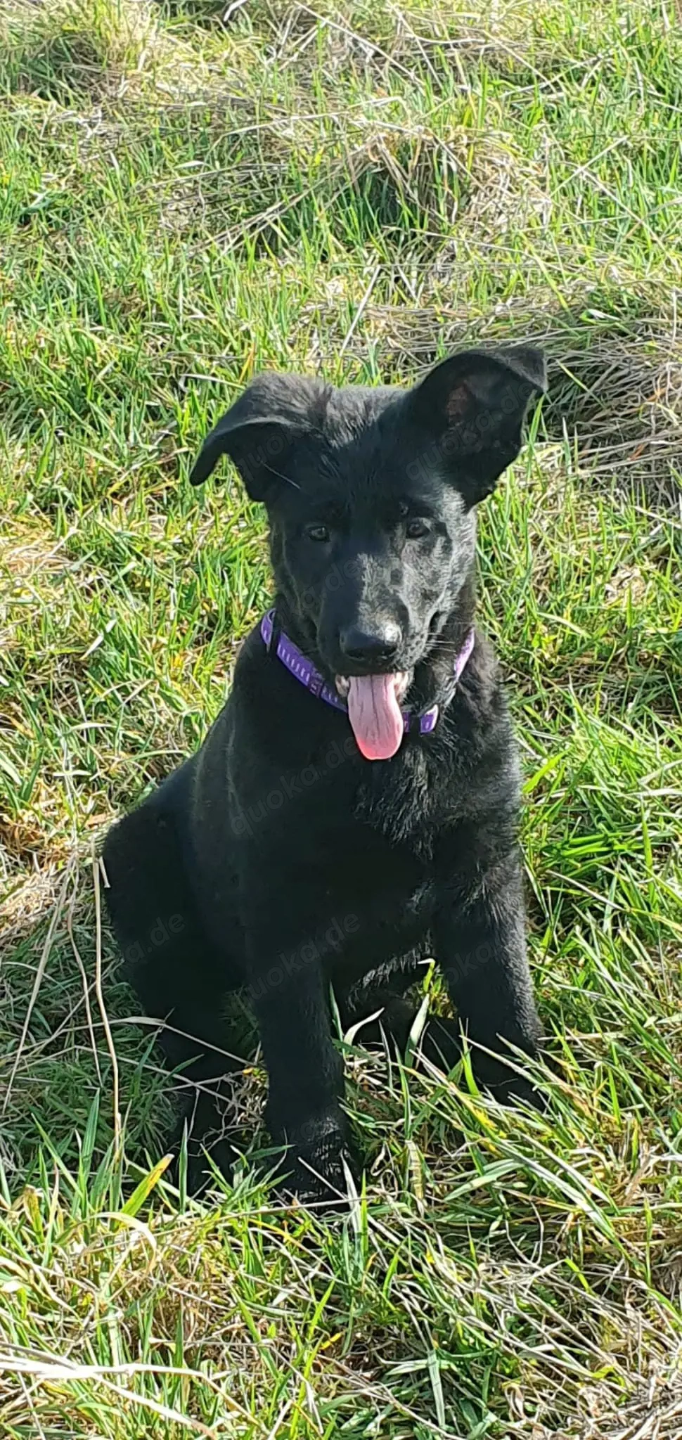 Ostlblut Schäferhunde ehem DDR Welpen 