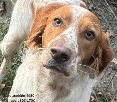 Pet,SetterMix - ist nun ein toller Begleiter,katzenfreundlich.Man muß mit ihm weiter trainieren.