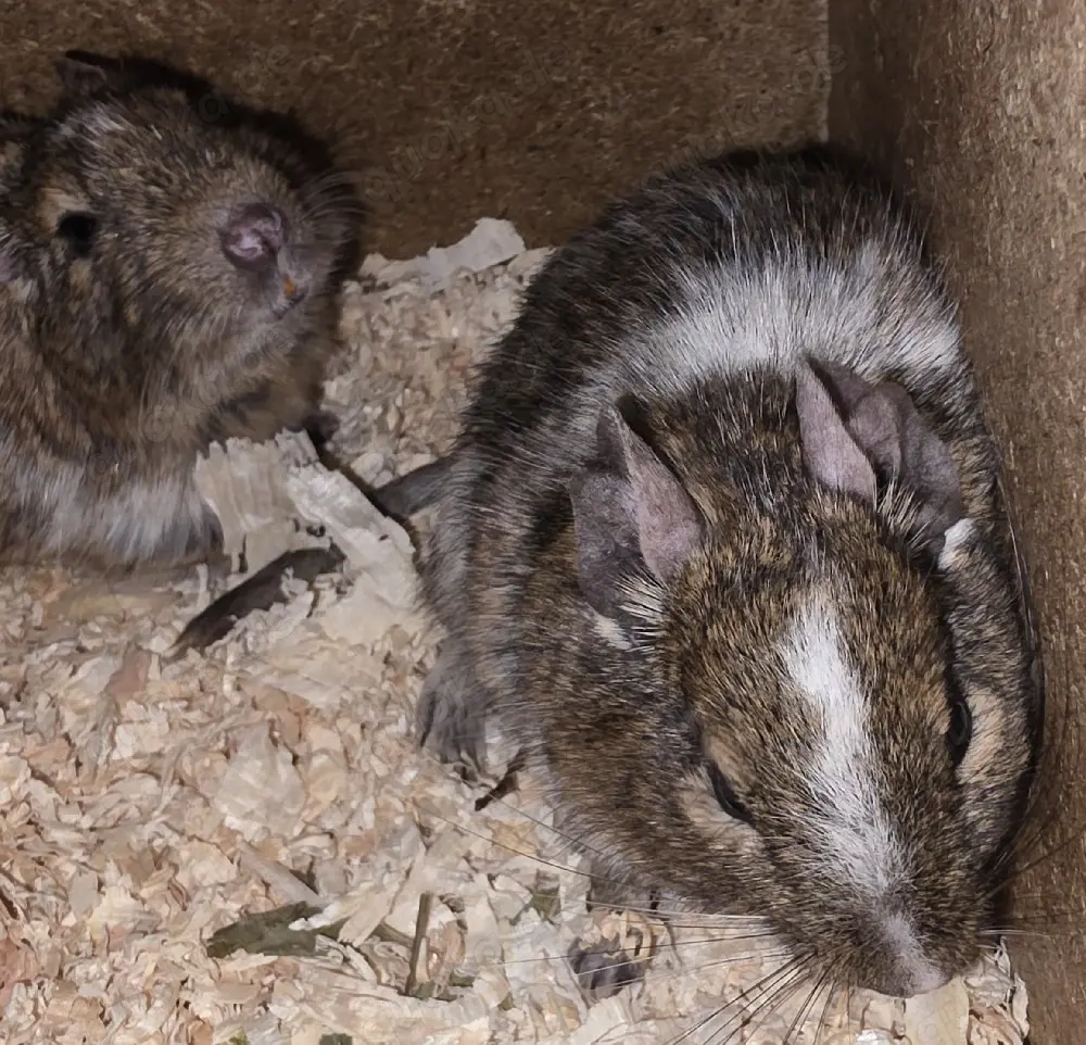 Degus suchen ein Zuhause