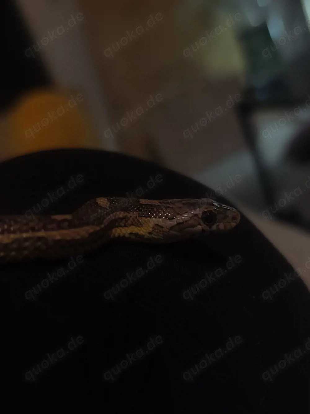 0.1 Kornnatter (Sunkissed Motley Anery)