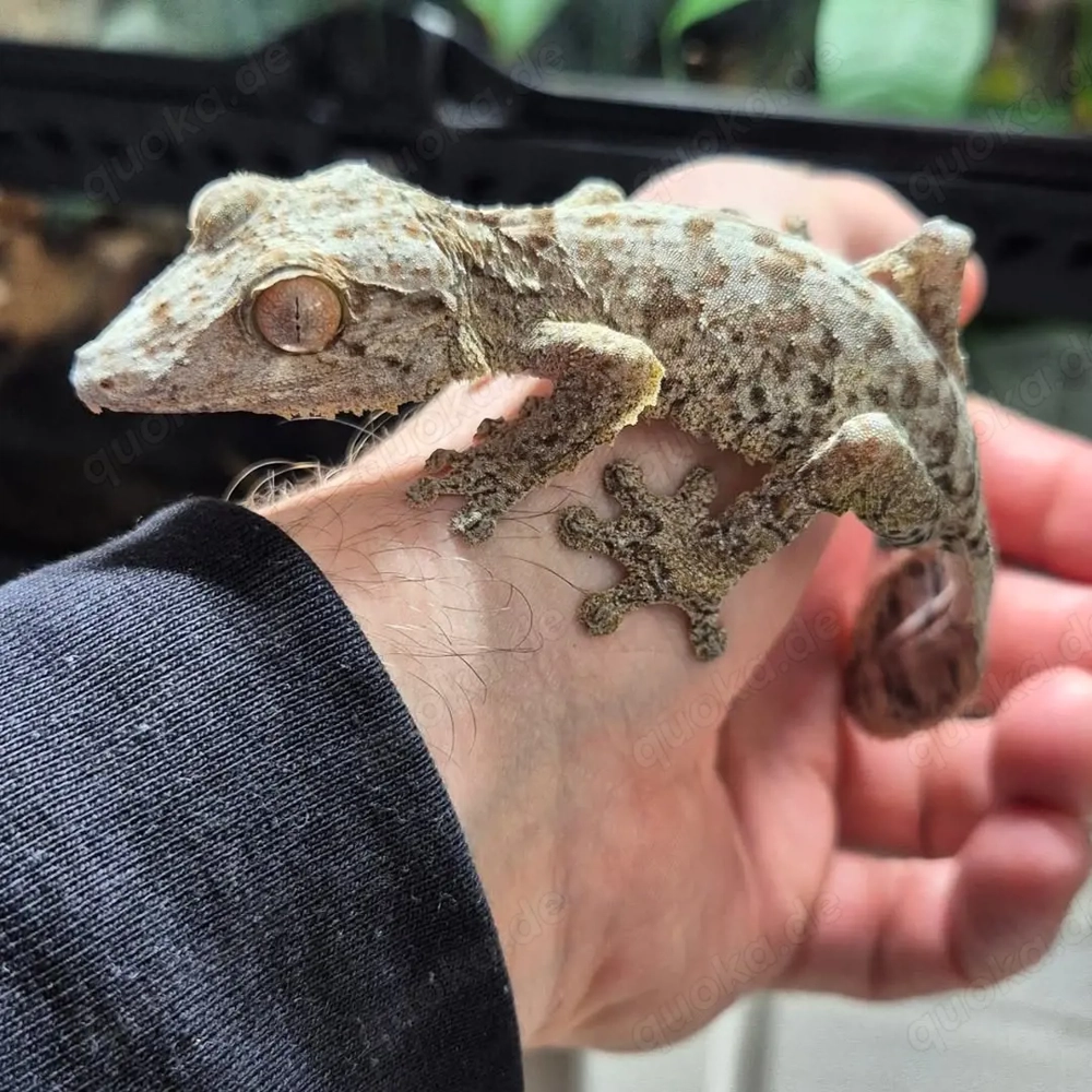 Uroplatus henkeli Männchen