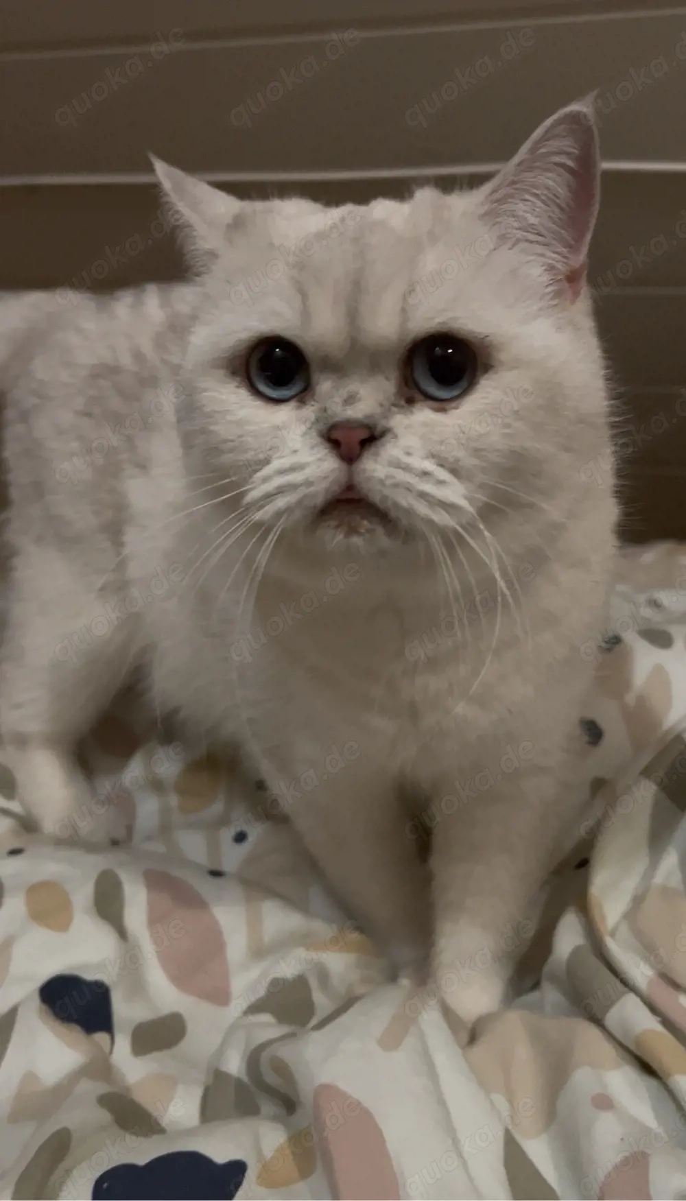 Kätzchen suchen neue Besitzer