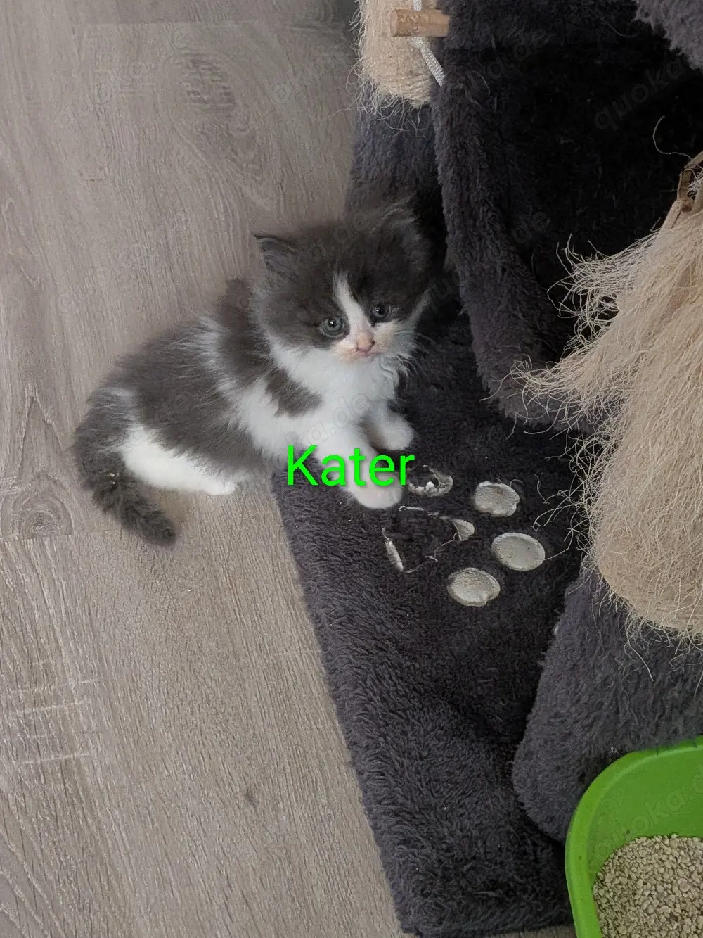 nur noch 1 kleiner  katerchen Süße Main Coon - Persa mix Kitten 