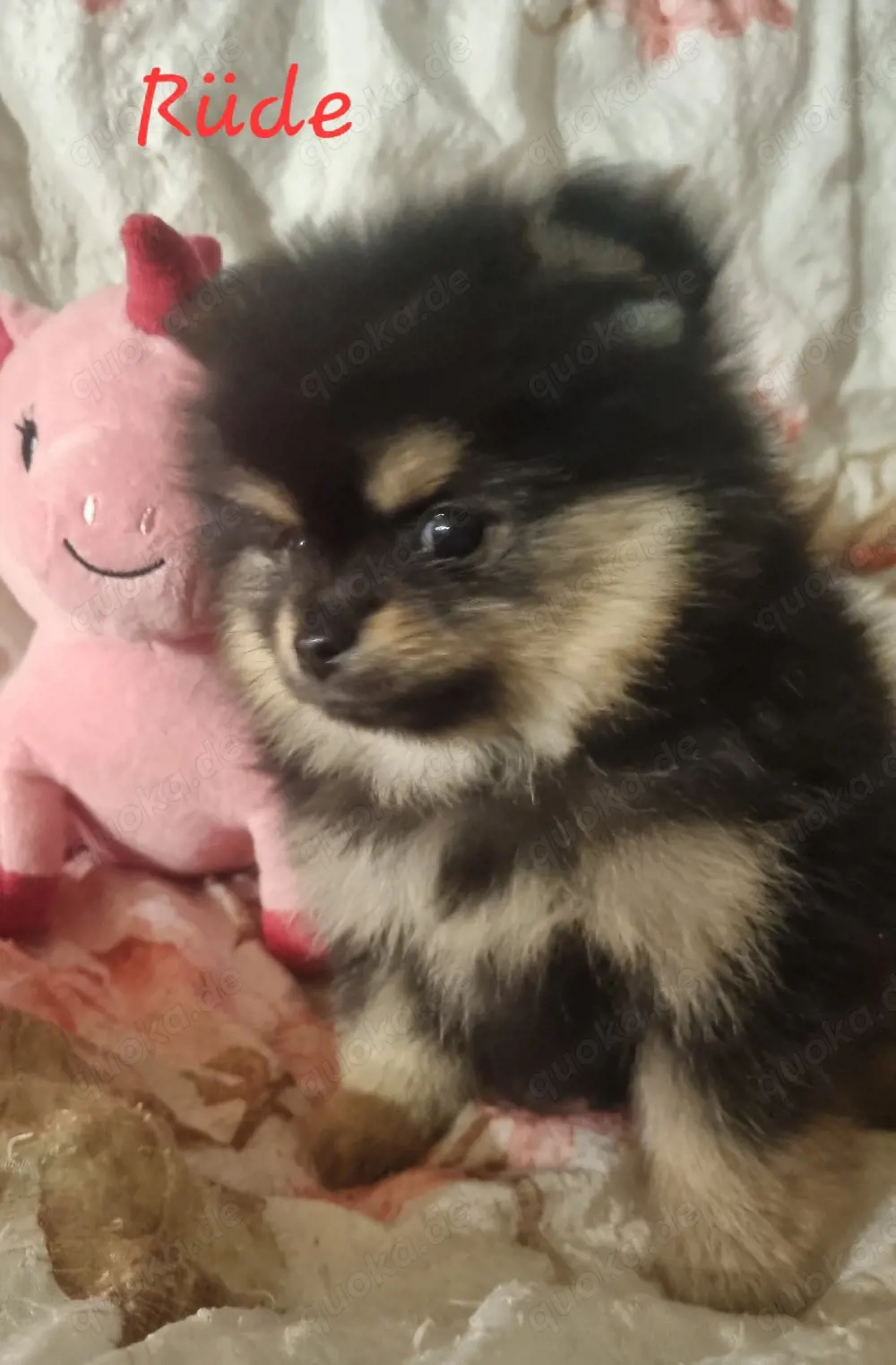 Pomchi Welpen zum Verlieben 