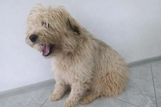 Lucky sucht ein liebevolles Zuhause