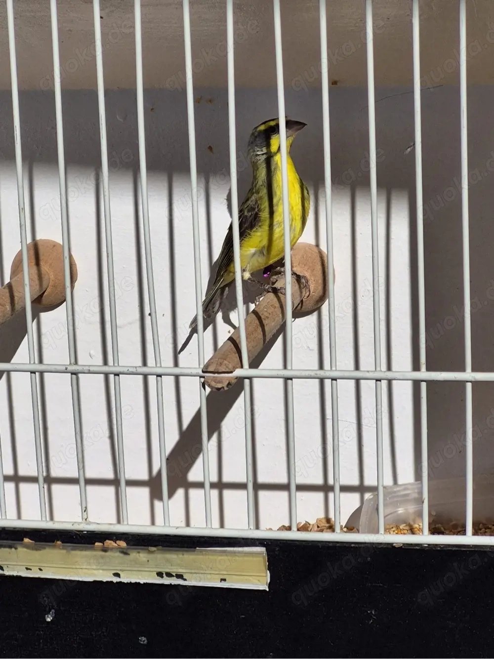 2.0 Mosambikgirlitz Girlitz Hähne 