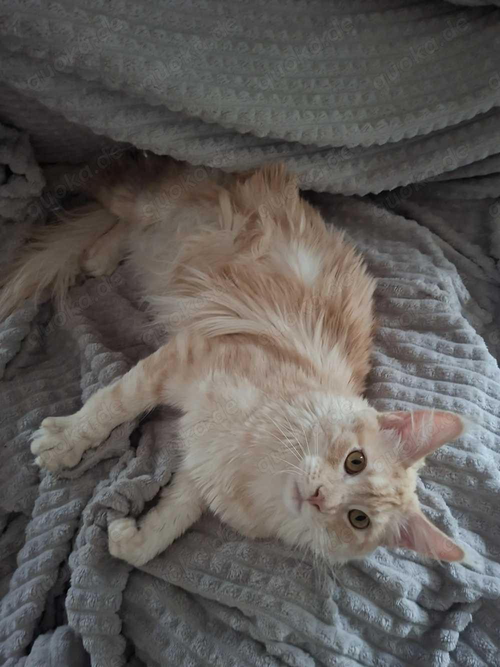 Deckkater Maine Coon Creme Silver Classic Tabby