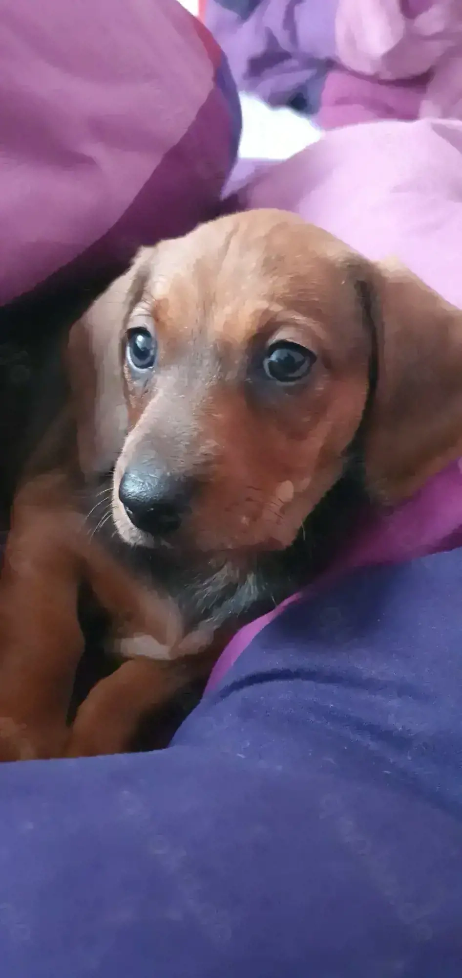 Süsse Dackelchen warten auf Liebevolles Zuhause 