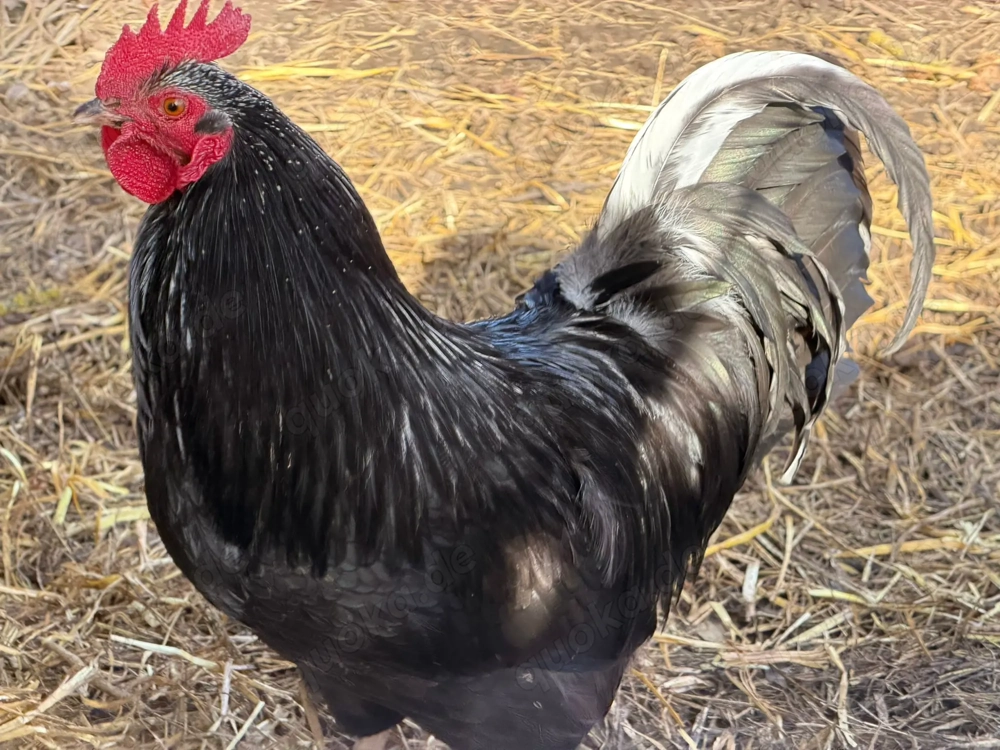 Wunderschöner Hahn in Sonderfarbe 