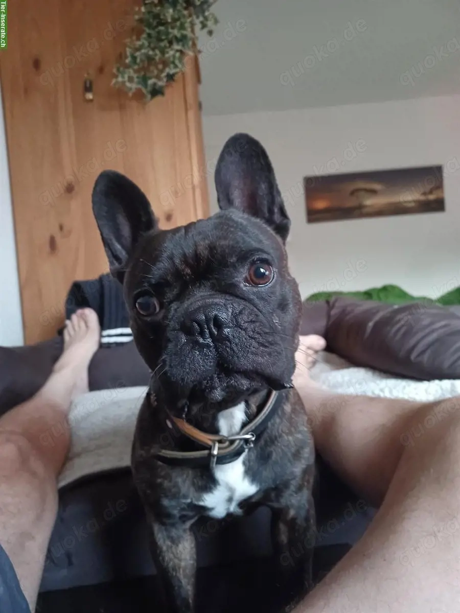 Französische Bulldogge Welpen