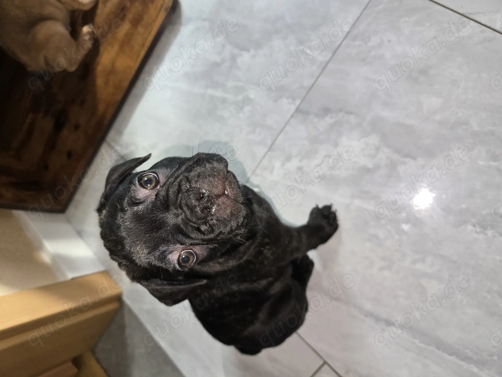 Französische Bulldoggen Welpen 