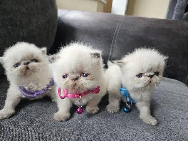Entzückende Perserkätzchen suchen ein neues Zuhause.